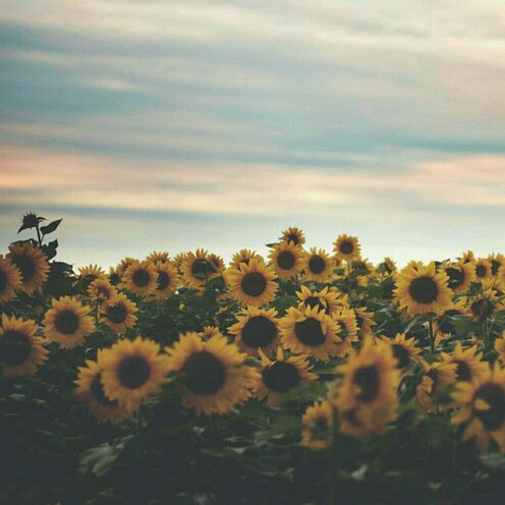 Meet your Posher, Chelsea